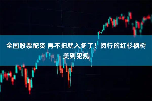 全国股票配资 再不拍就入冬了！闵行的红杉枫树美到犯规